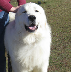 Great Pyrenees Donegal